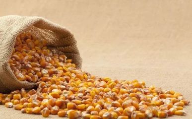 2018年廣東省春播作物種子市場供求與價格權(quán)威分析