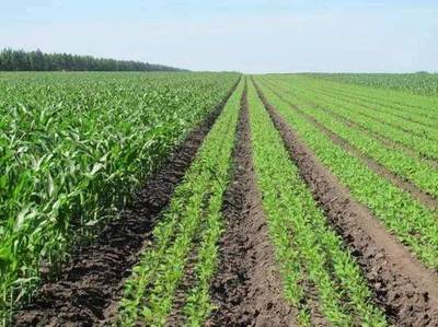 環?？破?從土壤污染到農作物安全——守護種子，守護未來