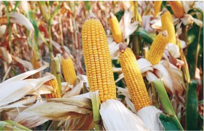 隆平生物玉米種子 科技育種結(jié)碩果，現(xiàn)代農(nóng)業(yè)展新篇