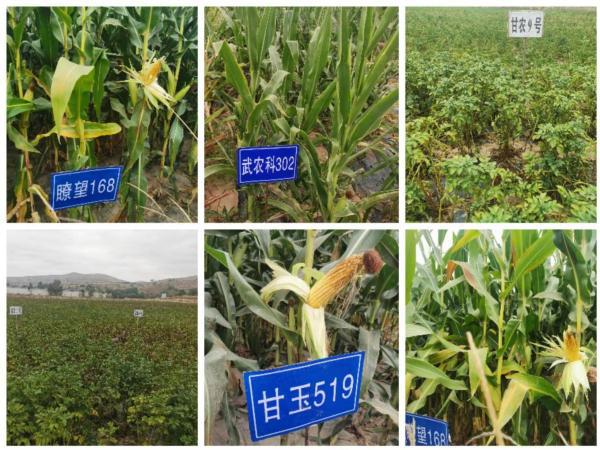 通渭縣種子服務(wù)站引領(lǐng)種業(yè)創(chuàng)新，新品種試驗示范觀摩活動促農(nóng)增收