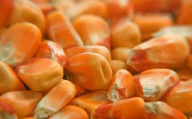 農作物種子選購全攻略 科學選種，豐收保障