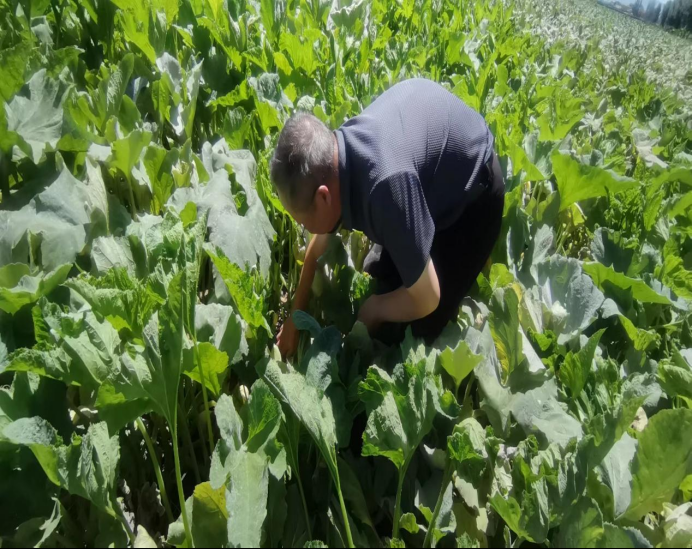 為豐收護航 農(nóng)牧業(yè)技術(shù)推廣中心深入制種基地檢查，筑牢現(xiàn)代農(nóng)業(yè)根基