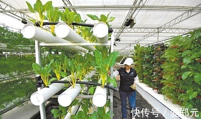 太空種子 神舟十二號的特殊“乘客”，為農(nóng)業(yè)插上科技翅膀