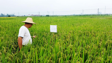 攜手并進，共創未來 網總管與禾佳源農業共建特用型農作物種子新篇章