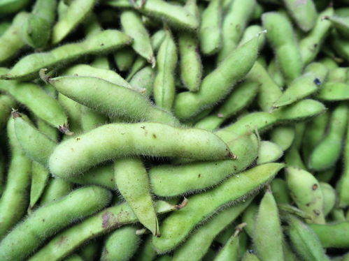 農(nóng)村大嫂巧種優(yōu)質(zhì)蔬菜，年收兩茬創(chuàng)收高，畝收益達1.2萬元