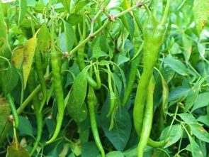 6畝收入54000元，被老鄉(xiāng)稱作“搖錢樹”的種子，到底種啥這么賺錢？