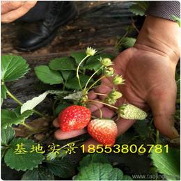 農(nóng)作物種子與種苗 價格、廠家與批發(fā)采購指南